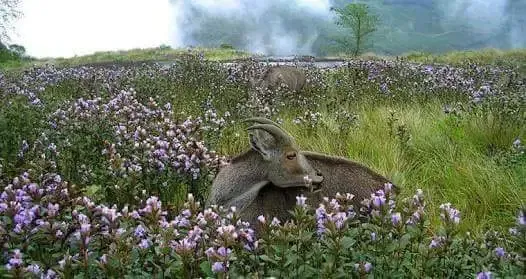 Neelakurinji Trekking